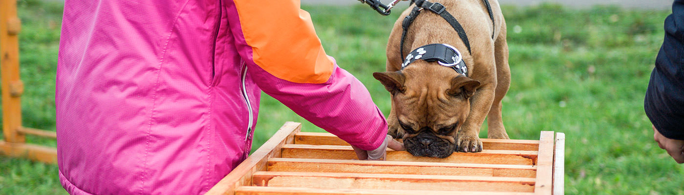 Hundetraining auch für ältere Hunde: Degility bei der Hundeschule Hund in Hand in Rheinhessen