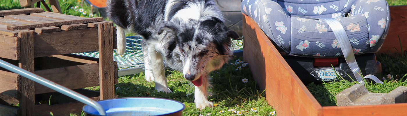 Objektsuche im Hundetraining der Hundeschule Hund in Hand in Rheinhessen